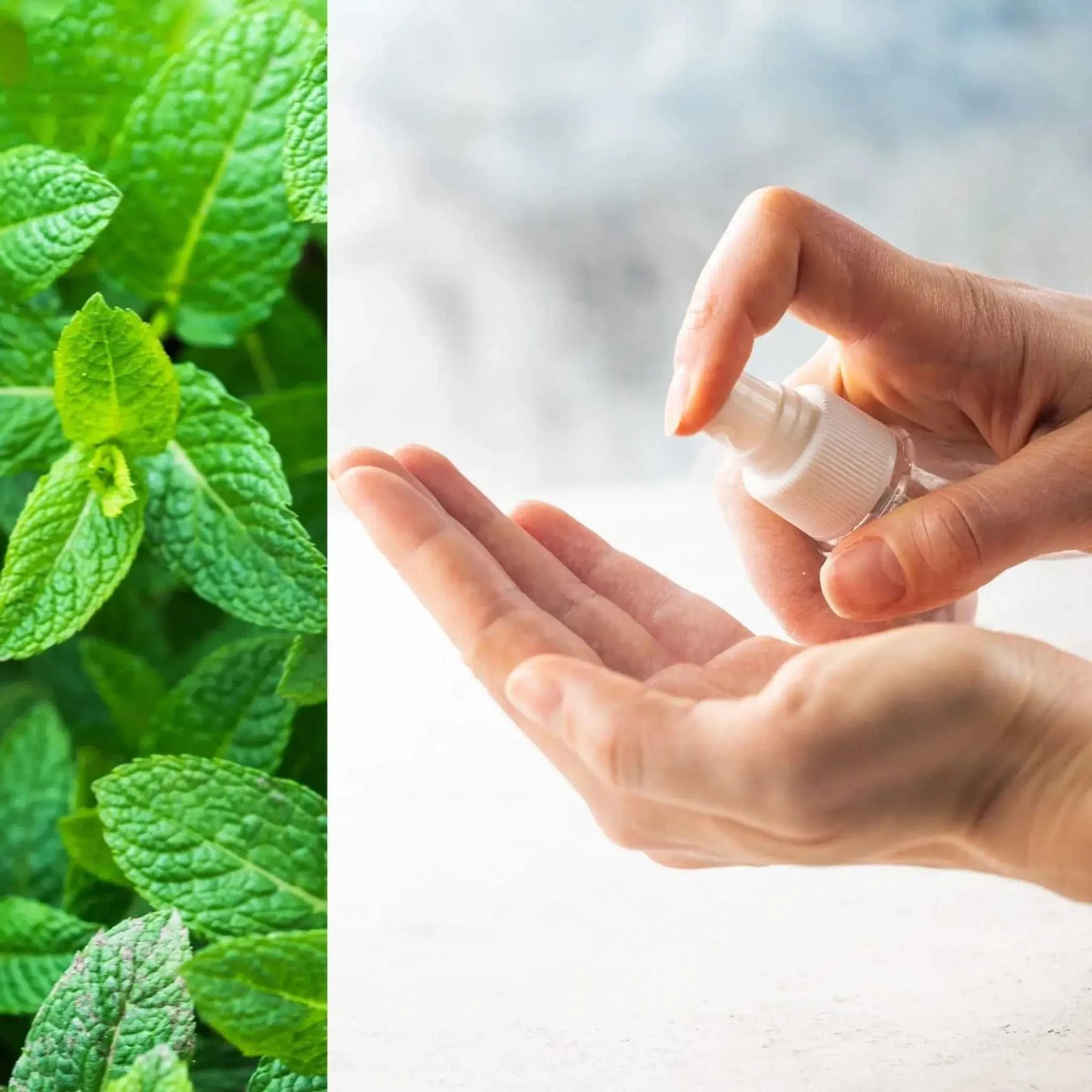 Hand spraying moisturizing sanitizing spray from travel size bottle with fresh mint leaves background